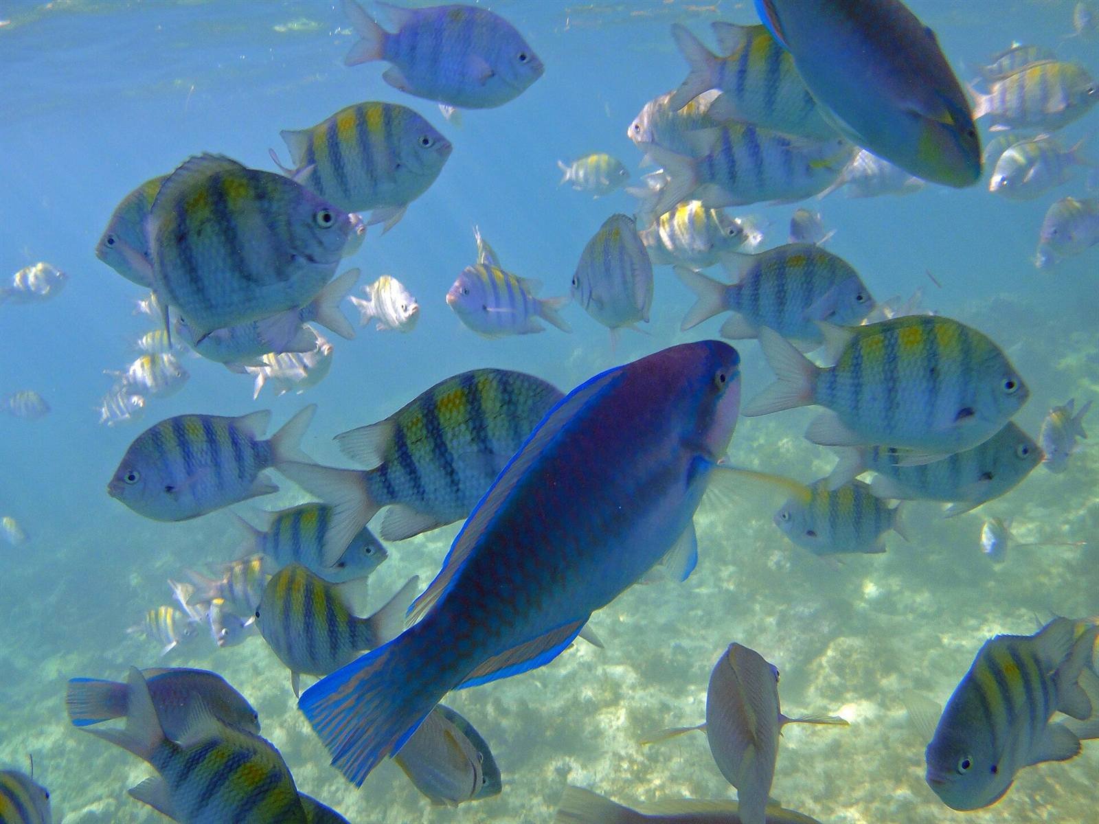 Diving and snorkeling